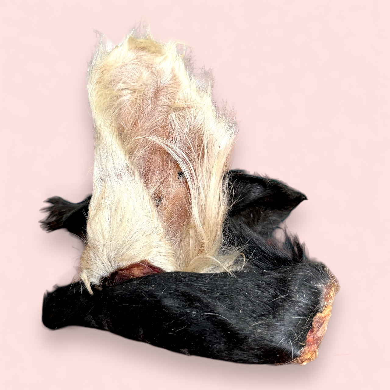 Oreja de Res